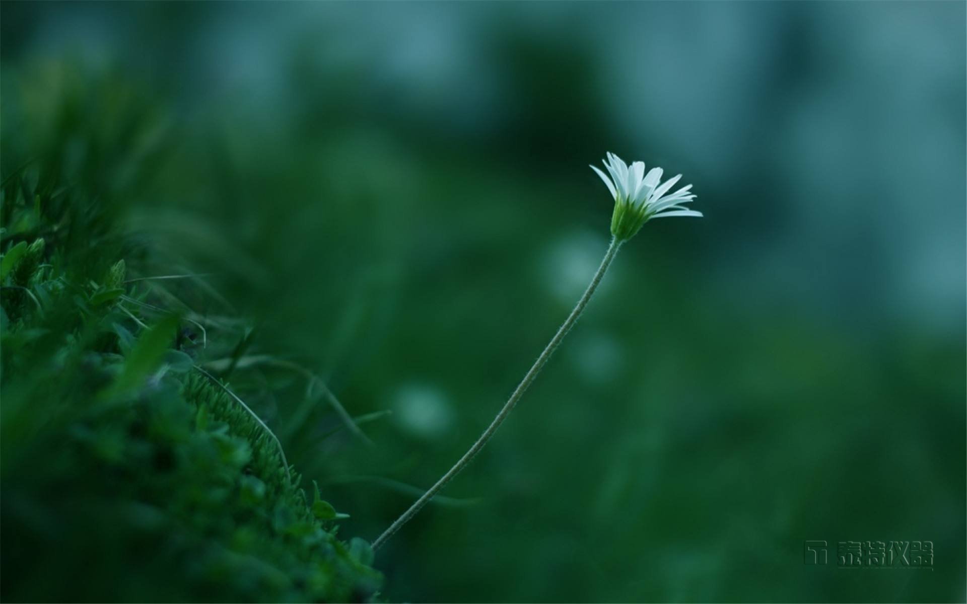 十种植物生长调节剂残留的测定