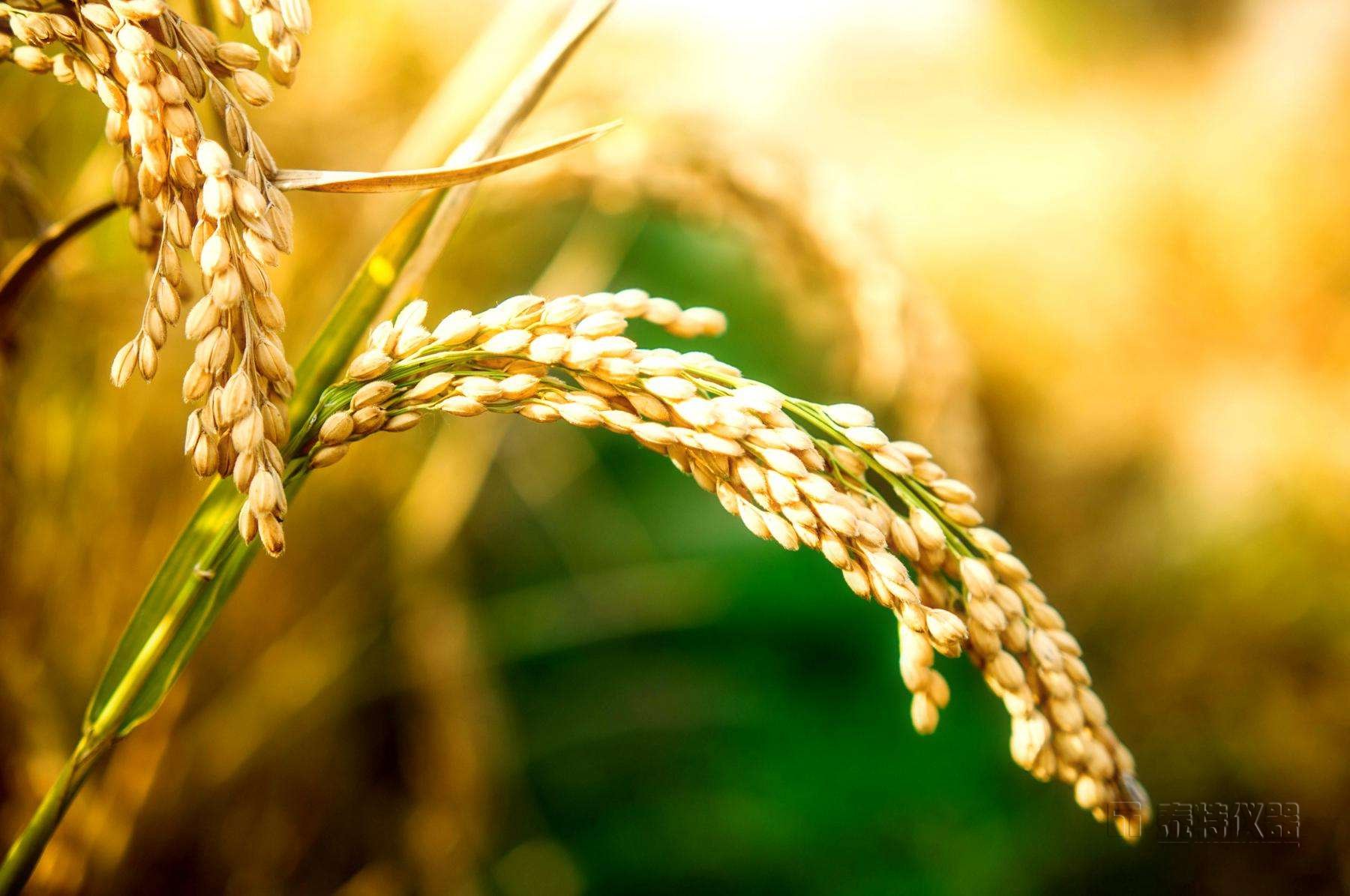 气相色谱法测定稻谷中马拉硫磷的残留量