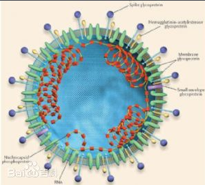 新型冠状病毒疫情发展历程及相关信息